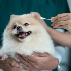 ear swab