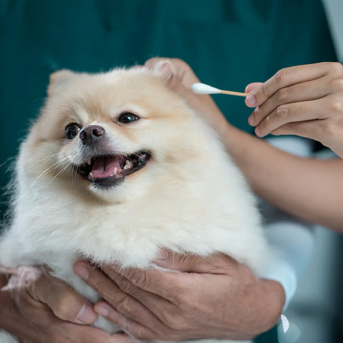 ear swab