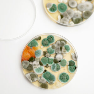 mold panel