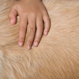 skin panel